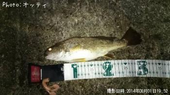 イシモチ-2014-8-1 19:52