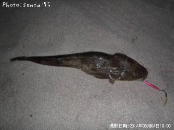 マゴチ-2014-8-4 19:0