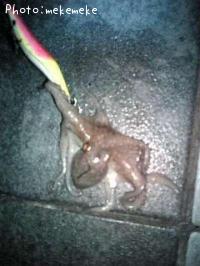 マダコ-2009-7-5 20:53