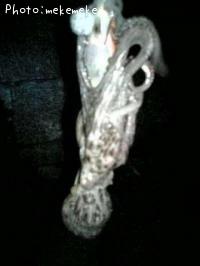 マダコ-2009-7-5 22:30