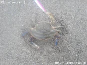 カニ-2014-8-21 17:38