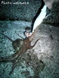 マダコ-2009-7-7 23:48