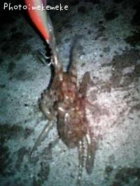 マダコ-2009-7-8 21:8