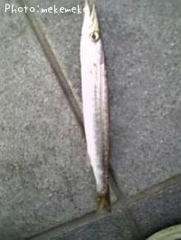カマス