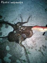 マダコ-2009-7-12 2:20