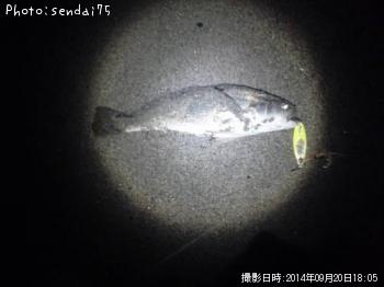 イシモチ-2014-9-20 18:5