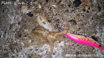 タコ