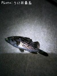 クロソイ-2014-11-15 21:11