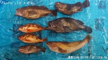 根魚