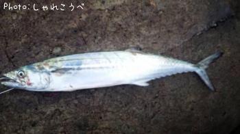 サゴシ-2014-11-20 10:29
