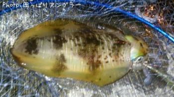 アオリイカ-2014-12-23 5:46