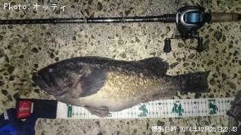 クロソイ-2014-12-25 22:43