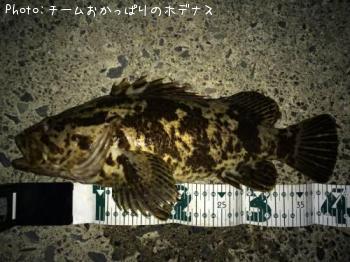 タケノコメバル-2014-12-28 23:49