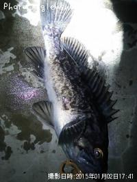 クロソイ-2015-1-2 17:41