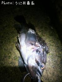 クロソイ-2015-1-8 22:44