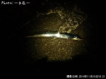 太刀魚-2014-11-16 18:21