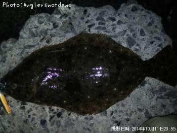 ヒラメ-2014-10-11 20:55