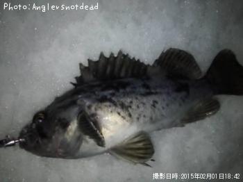クロソイ-2015-2-1 18:42