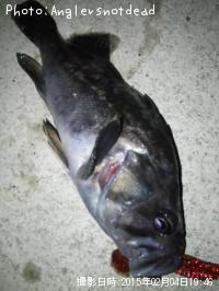 クロソイ-2015-2-4 19:46