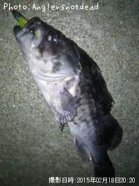 クロソイ-2015-2-18 20:20