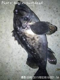 クロソイ-2015-2-19 21:54