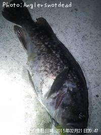 クロソイ-2015-2-21 20:47