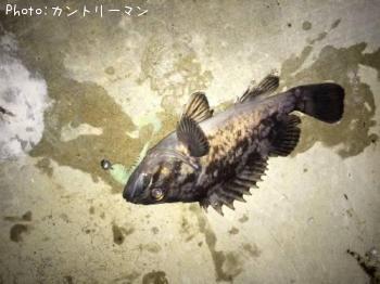 クロソイ-2015-3-7 20:30