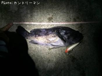 クロソイ-2015-2-11 20:0