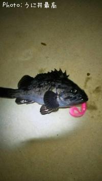 クロソイ-2015-3-12 21:43