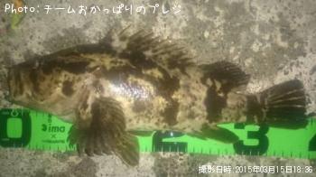 タケノコメバル-2015-3-15 18:36