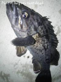 クロソイ-2015-3-29 0:6
