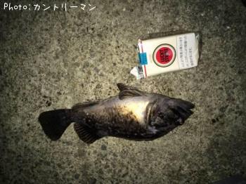 クロソイ-2015-4-9 22:45