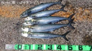 サゴシ-2015-4-12 10:15