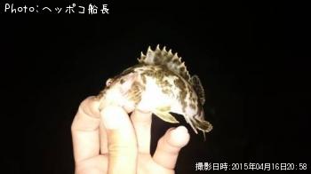 タケノコメバル-2015-4-16 20:58