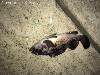 クロソイ-2015-4-17 20:0