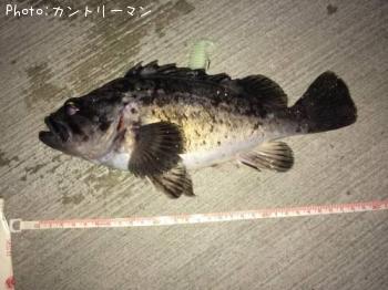 クロソイ-2015-4-18 20:57