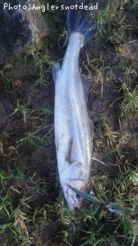 シーバス-2012-7-16 17:50