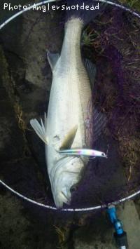 シーバス-2012-6-10 16:10