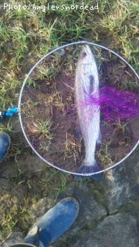 シーバス-2012-7-16 17:51