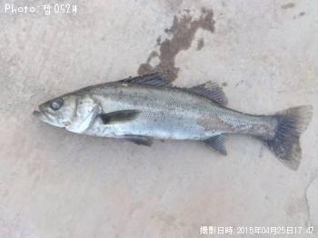 シーバス-2015-4-25 17:47