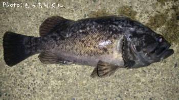 クロソイ-2015-4-25 21:22
