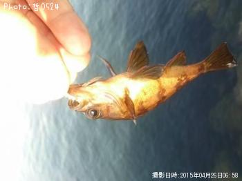 メバル-2015-4-26 6:58