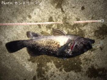 クロソイ-2015-4-30 20:3