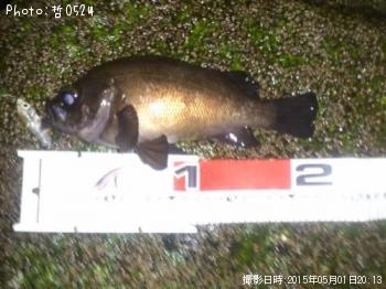 メバル-2015-5-1 20:13