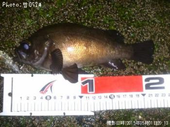 メバル-2015-5-1 20:13