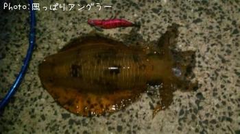 アオリイカ-2015-5-2 5:4