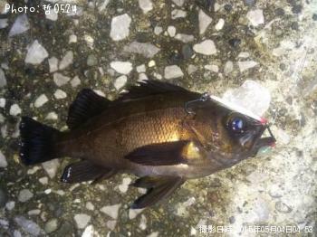 メバル-2015-5-4 4:53