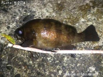 メバル-2015-5-5 22:2