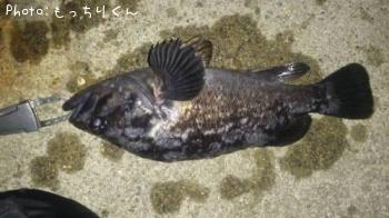 クロソイ-2015-5-8 21:8