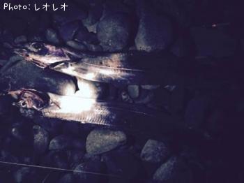 太刀魚-2015-2-21 18:41